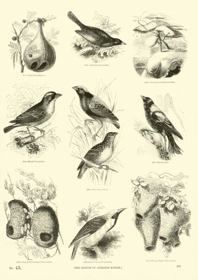 Pagina uit Het Picturale Museum van Geanimeerde Natuur door English School