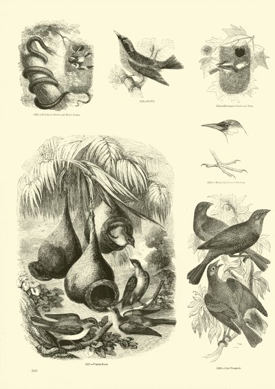 Pagina uit Het Picturale Museum van Geanimeerde Natuur door English School