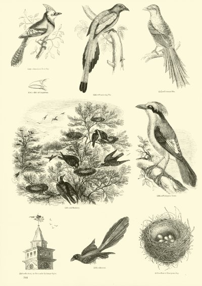 Pagina uit Het Picturale Museum van Geanimeerde Natuur door English School