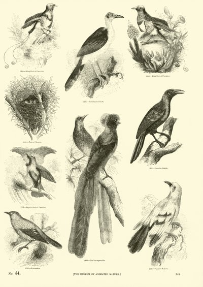 Pagina uit Het Picturale Museum van Geanimeerde Natuur door English School
