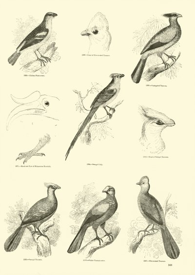 Pagina uit Het Picturale Museum van Geanimeerde Natuur door English School