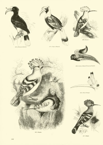 Pagina uit Het Picturale Museum van Geanimeerde Natuur door English School