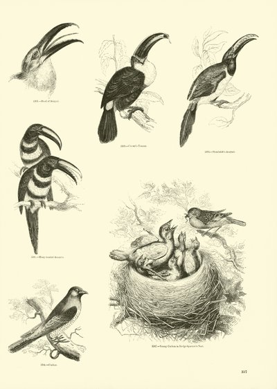 Pagina uit Het Picturale Museum van Geanimeerde Natuur door English School