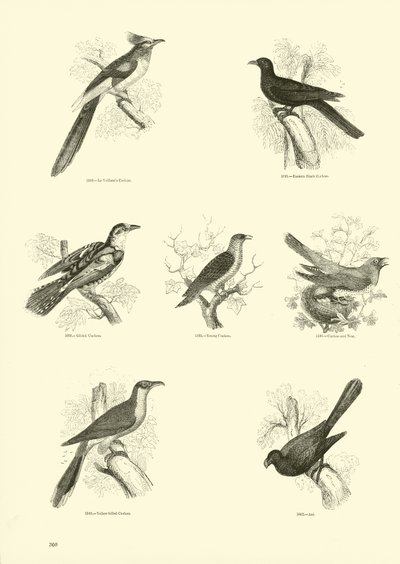 Pagina uit Het Picturale Museum van Geanimeerde Natuur door English School