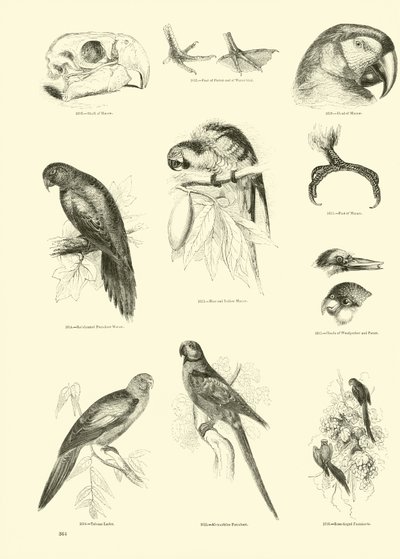 Pagina uit Het Picturale Museum van Geanimeerde Natuur door English School