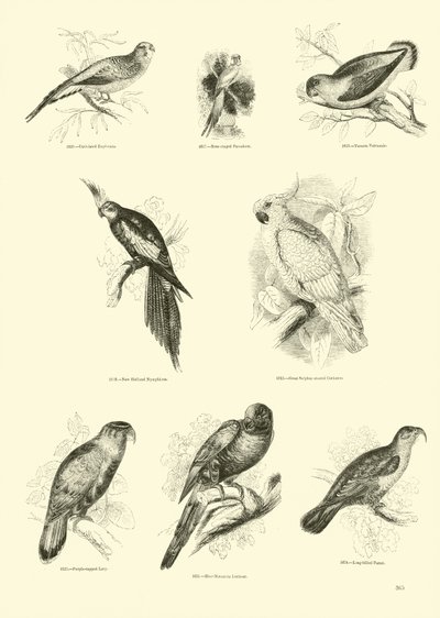 Pagina uit Het Picturale Museum van Geanimeerde Natuur door English School