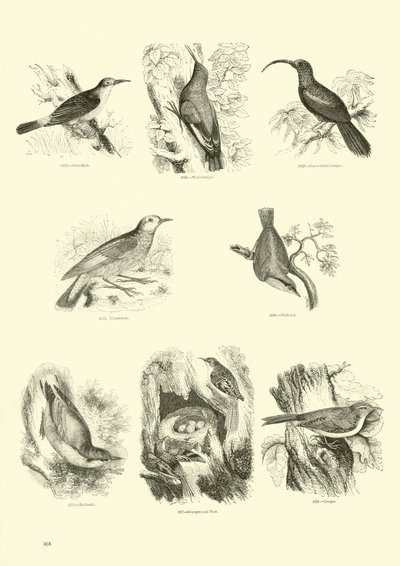 Pagina uit Het Picturale Museum van Geanimeerde Natuur door English School