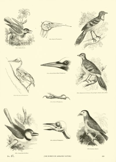 Pagina uit Het Picturale Museum van Geanimeerde Natuur door English School