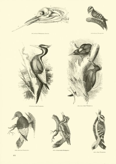 Pagina uit Het Picturale Museum van Geanimeerde Natuur door English School