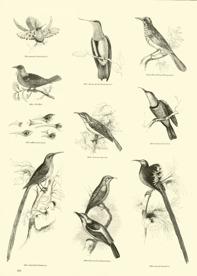 Pagina uit Het Picturale Museum van Geanimeerde Natuur door English School