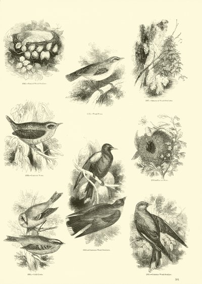 Pagina uit Het Picturale Museum van Geanimeerde Natuur door English School