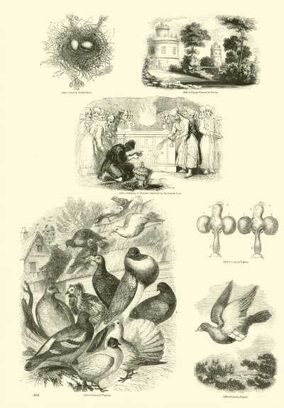 Pagina uit Het Picturale Museum van Geanimeerde Natuur door English School