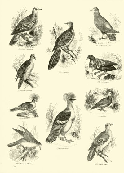 Pagina uit Het Picturale Museum van Geanimeerde Natuur door English School
