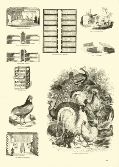Pagina uit Het Picturale Museum van Geanimeerde Natuur door English School