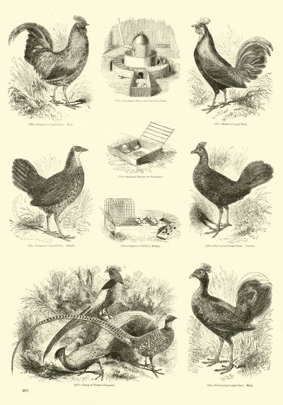 Pagina uit Het Picturale Museum van Geanimeerde Natuur door English School