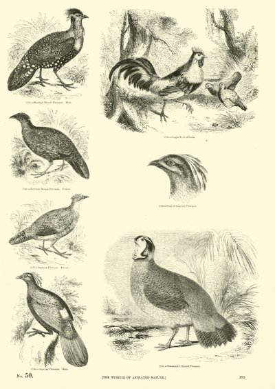 Pagina uit Het Picturale Museum van Geanimeerde Natuur door English School