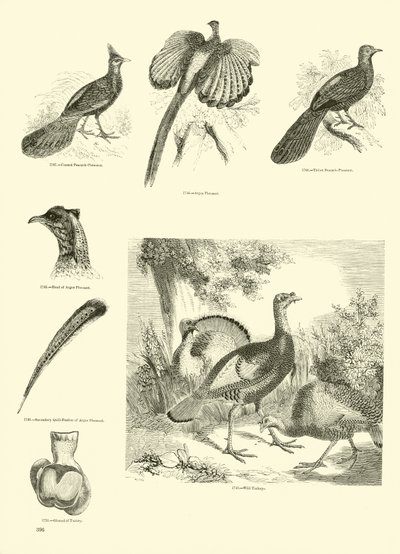 Pagina uit Het Picturale Museum van Geanimeerde Natuur door English School