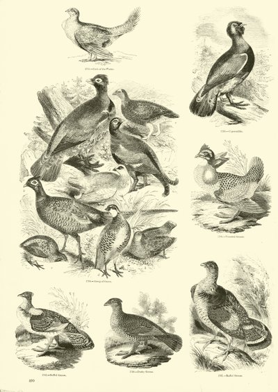 Pagina uit Het Picturale Museum van Geanimeerde Natuur door English School