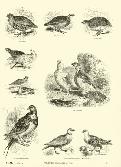 Pagina uit Het Picturale Museum van Geanimeerde Natuur door English School