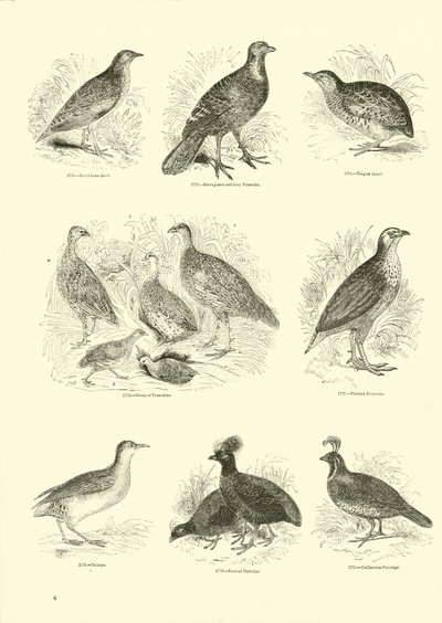 Pagina uit Het Picturale Museum van Geanimeerde Natuur door English School