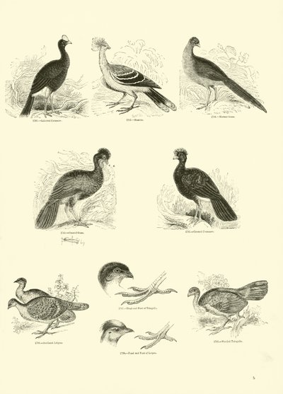 Pagina uit Het Picturale Museum van Geanimeerde Natuur door English School