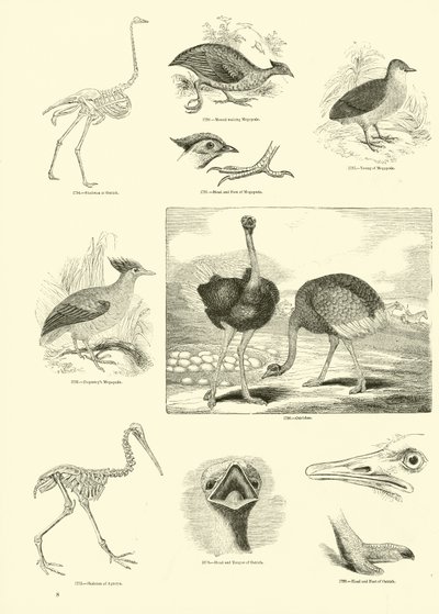 Pagina uit Het Picturale Museum van Geanimeerde Natuur door English School