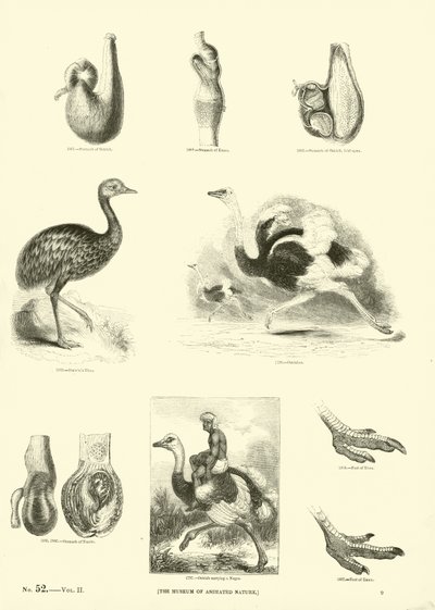 Pagina uit Het Picturale Museum van Geanimeerde Natuur door English School