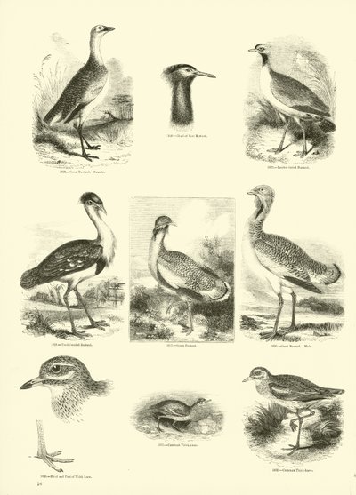 Pagina uit Het Picturale Museum van Geanimeerde Natuur door English School