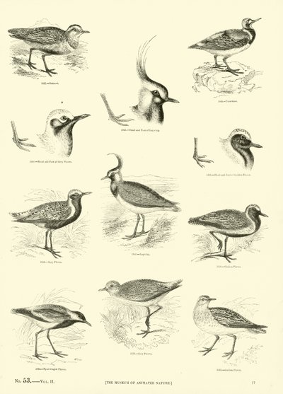 Pagina uit Het Picturale Museum van Geanimeerde Natuur door English School