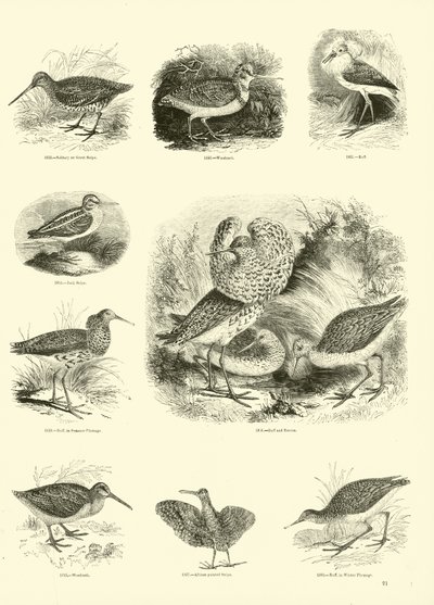 Pagina uit Het Picturale Museum van Geanimeerde Natuur door English School