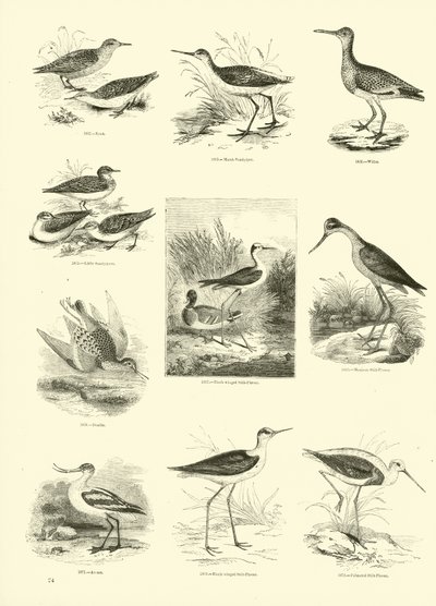 Pagina uit Het Picturale Museum van Geanimeerde Natuur door English School