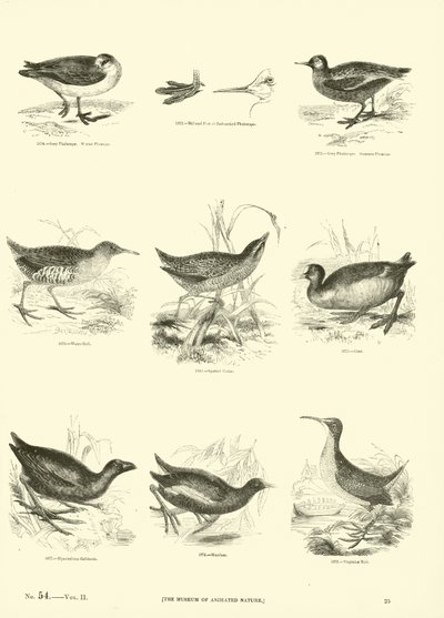 Pagina uit Het Picturale Museum van Geanimeerde Natuur door English School