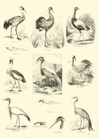 Pagina uit Het Picturale Museum van Geanimeerde Natuur door English School