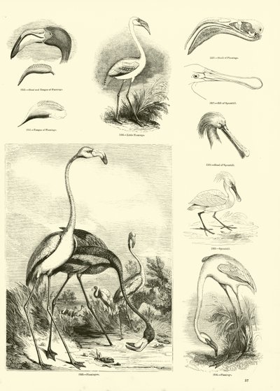 Pagina uit Het Picturale Museum van Geanimeerde Natuur door English School