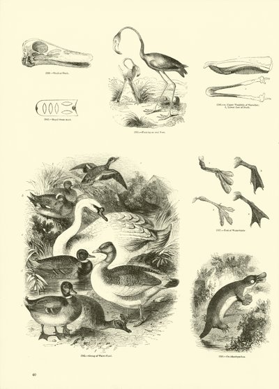 Pagina uit Het Picturale Museum van Geanimeerde Natuur door English School