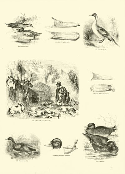 Pagina uit Het Picturale Museum van Geanimeerde Natuur door English School