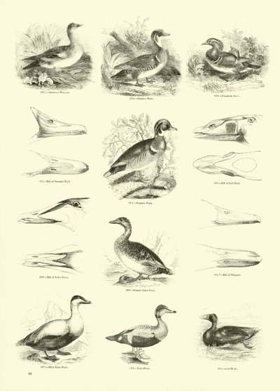 Pagina uit Het Picturale Museum van Geanimeerde Natuur door English School