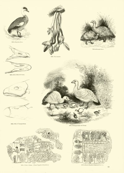 Pagina uit Het Picturale Museum van Geanimeerde Natuur door English School