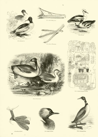 Pagina uit Het Picturale Museum van Geanimeerde Natuur door English School