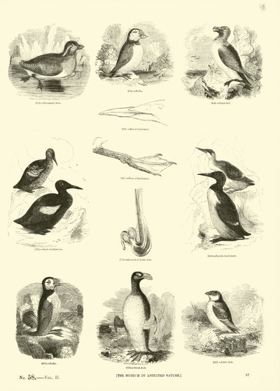 Pagina uit Het Picturale Museum van Geanimeerde Natuur door English School