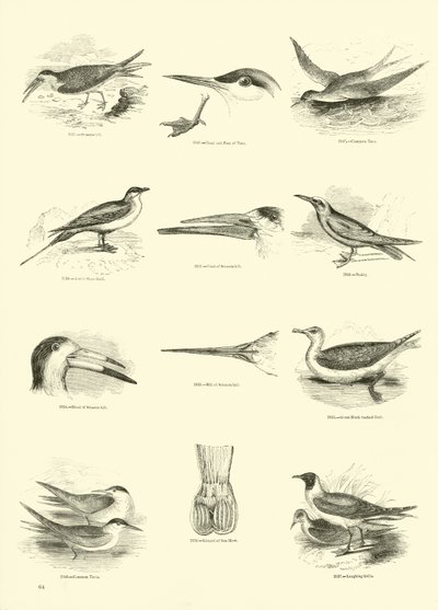 Pagina uit Het Picturale Museum van Geanimeerde Natuur door English School