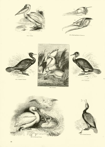 Pagina uit Het Picturale Museum van Geanimeerde Natuur door English School