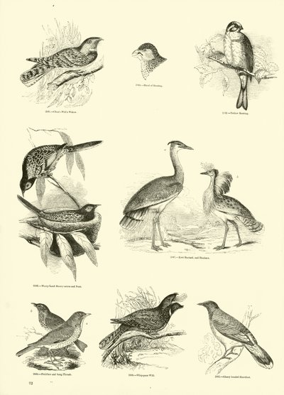 Pagina uit Het Picturale Museum van Geanimeerde Natuur door English School