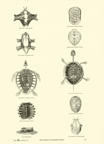 Pagina uit Het Picturale Museum van Geanimeerde Natuur door English School