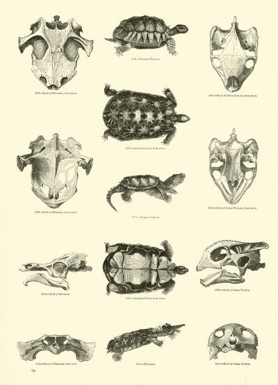 Pagina uit Het Picturale Museum van Geanimeerde Natuur door English School