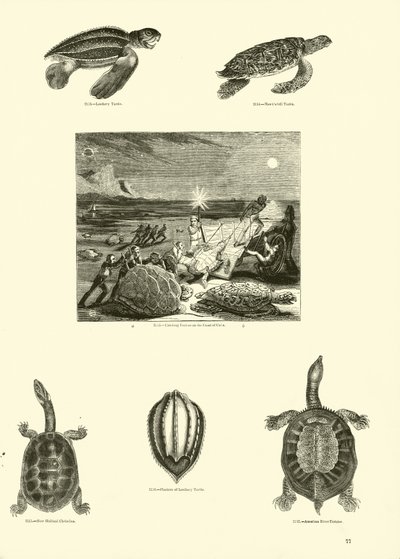Pagina uit Het Picturale Museum van Geanimeerde Natuur door English School