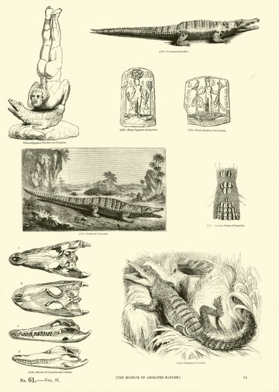 Pagina uit Het Picturale Museum van Geanimeerde Natuur door English School