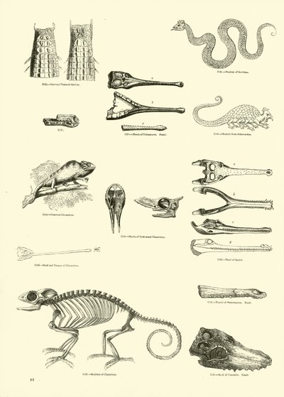 Pagina uit Het Picturale Museum van Geanimeerde Natuur door English School