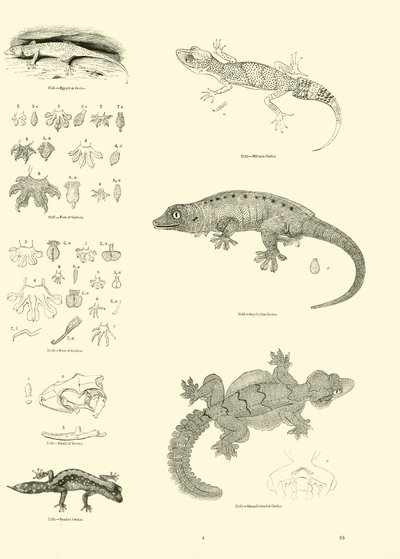 Pagina uit Het Picturale Museum van Geanimeerde Natuur door English School