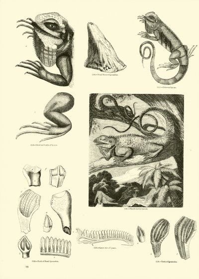 Pagina uit Het Picturale Museum van Geanimeerde Natuur door English School